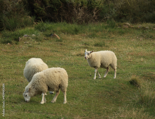 sheep grazing freely on the shore of the Baltic Sea on the island of Bornholm