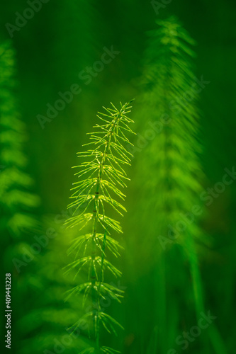 Fototapeta Naklejka Na Ścianę i Meble -  Beautiful young horesetails growing on the forest floor in spring. Equisetum plants in woodlands of Northern Europe.