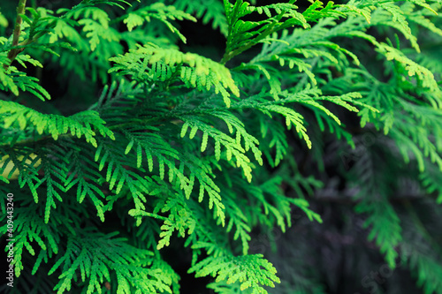 Juicy green bunches of the thuja tree. Close up.