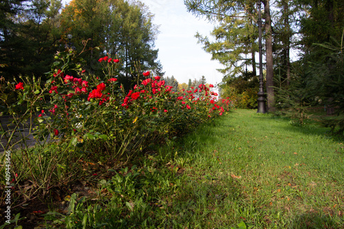 Fototapeta Naklejka Na Ścianę i Meble -  Red rose bushes in a city park for Valentine's Day