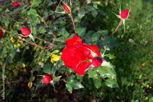 Close-up of scarlet roses and buds in a city park for Valentine's Day