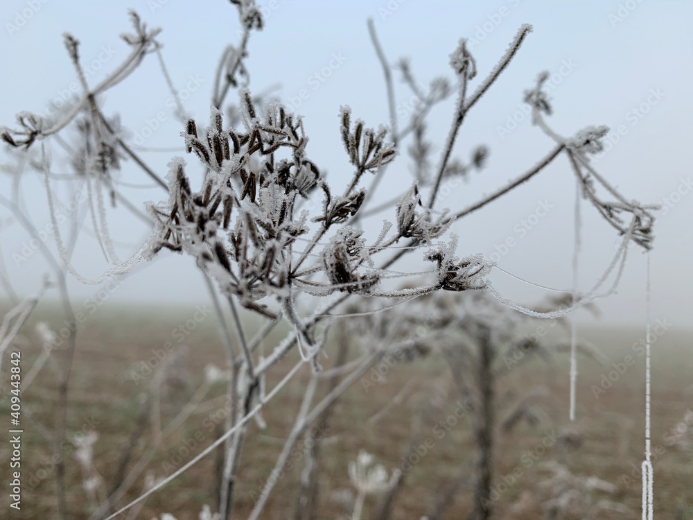 Winter, Frost Winter, Frost