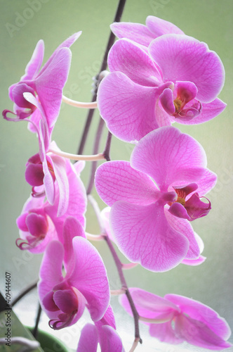 Beautiful pink orchid flower © Jenny