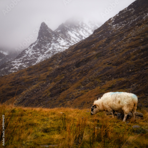 Wild sheep in the mountains