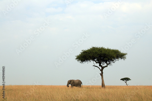 Panorama View of African Elephant and Acacia Trees on the Savannah. Maasai Mara  Kenya