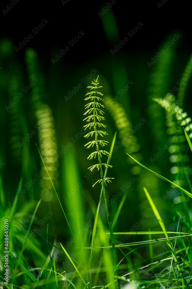 Beautiful young horesetails growing on the forest floor in spring. Equisetum plants in woodlands of Northern Europe.