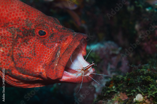 Tomato grouper (Cephalopholis sonnerati) being cleaned by a cleaner shrimp (Lysmata amboinensis) in Tulamben, Bali, Indonesia