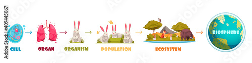 Biological Hierarchy Infographics Scheme photo