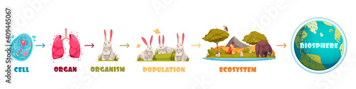 Biological Hierarchy Infographics Scheme