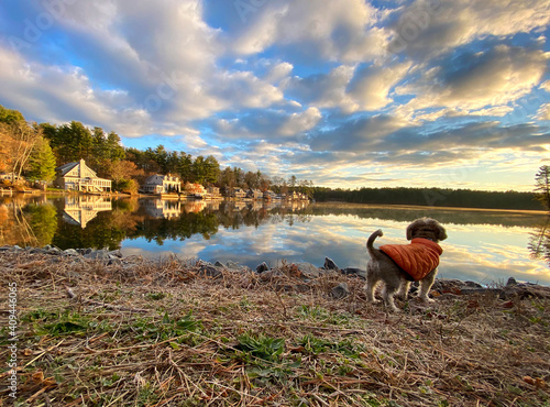 Dog looks out over a lake in early morning