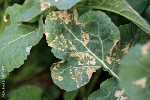 Deficiency of macronutrients and micronutrients in rapeseed. Manganese deficiency. Canola diseases