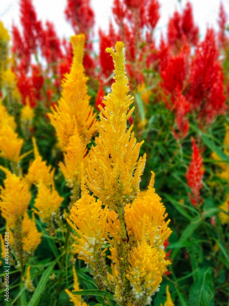 Yellow flowers bloom in the garden in the morning. Yellow flowers bloom in the garden in the morning.