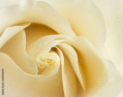 White Chocolate or Vendela rose petals close up with soft focus. photo