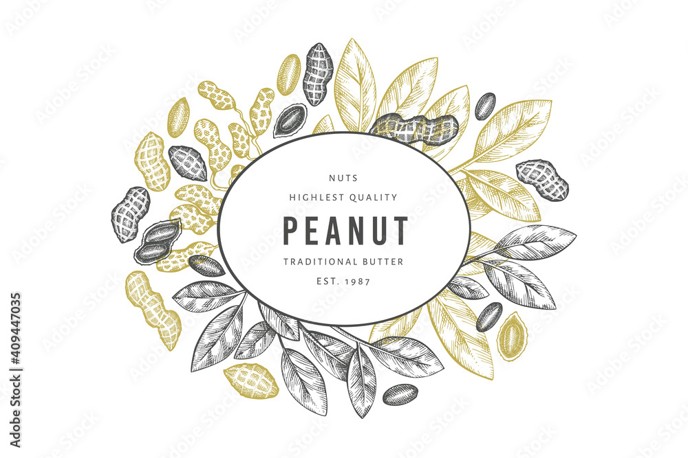 Hand drawn peanut branch and kernels design template. Organic food vector illustration on white background. Retro nut background. Engraved style botanical picture.