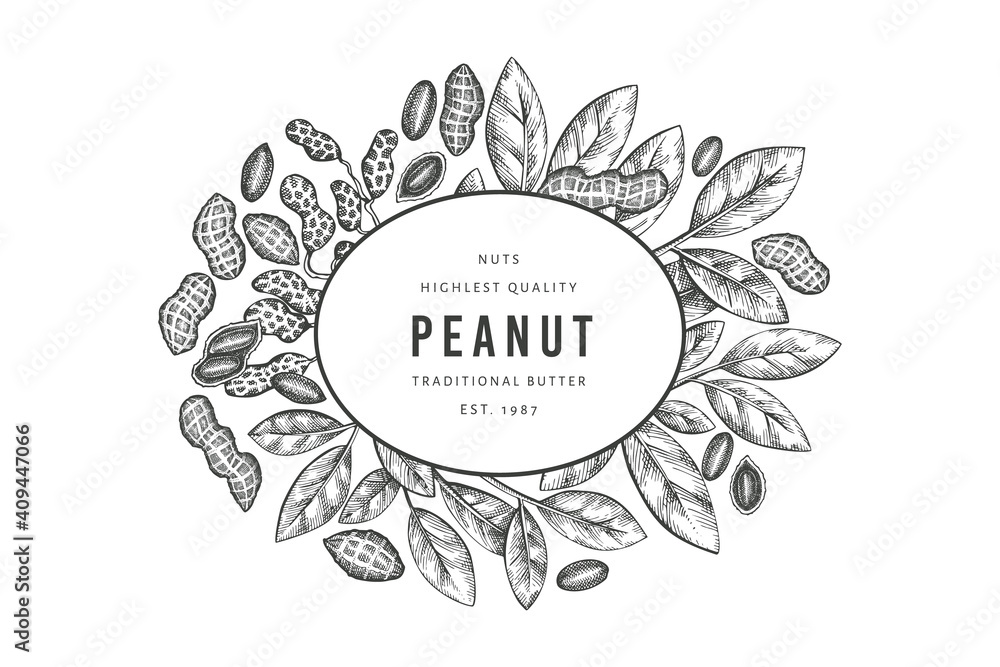 Hand drawn peanut branch and kernels design template. Organic food vector illustration on white background. Retro nut background. Engraved style botanical picture. Hand drawn peanut branch and kernels design template. Organic food vector illustration on white background. Retro nut background. Engraved style botanical picture.