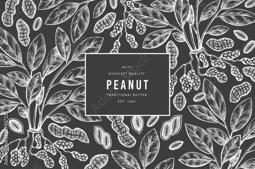 Hand drawn peanut branch and kernels design template. Organic food vector illustration on chalk board. Retro nut illustration. Engraved style botanical picture.