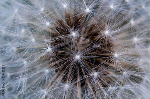 Dandelion blowball. Close up of dandelion blowball.