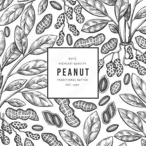 Hand drawn peanut branch and kernels design template. Organic food vector illustration on white background. Retro nut background. Engraved style botanical picture.