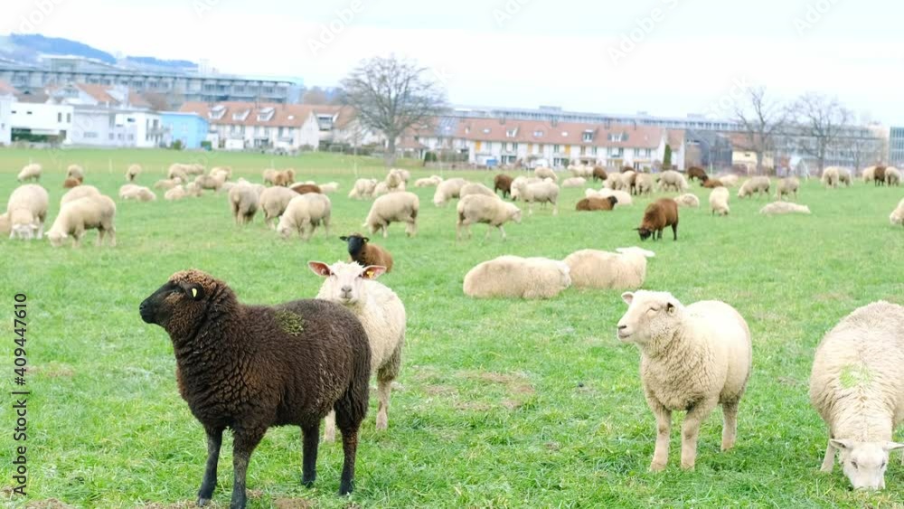 black and white sheep graze in meadow, houses are visible in background, concept of economics, agriculture, breeding black and white sheep graze in meadow, houses are visible in background, concept of economics, agriculture, breeding