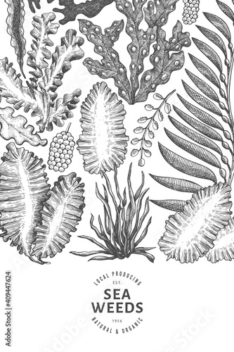 Seaweed design template. Hand drawn vector seaweeds illustration. Engraved style sea food banner. Retro sea plants background