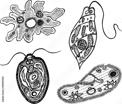Set of outlines different protozoa microorganismus
