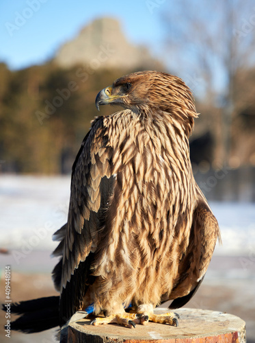  portrait Steppe Eagle Aquila nipalensis with blurred background