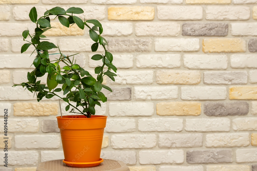 Small indoor citrus plant with ripening green finger-shaped fruit in orange pot against decorative brick wall background. Close-up. Home citrus tree growing. Decorative house herb Small indoor citrus plant with ripening green finger-shaped fruit in orange pot against decorative brick wall background. Close-up. Home citrus tree growing. Decorative house herb