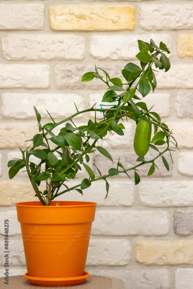 Naklejka premium Young plant Faustrimedin, Microcitronella, hybrid between Microcitrus and Calamondin in a orange pot with unripe green fruits against decorative brick wall background. Indoor citrus tree growing