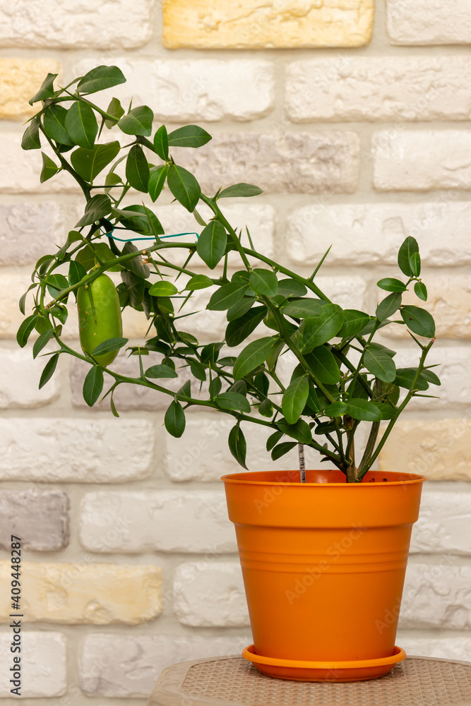 Young plant Faustrimedin, Microcitronella, hybrid between Microcitrus and Calamondin in a orange pot with unripe green fruits against decorative brick wall background. Indoor citrus tree growing Young plant Faustrimedin, Microcitronella, hybrid between Microcitrus and Calamondin in a orange pot with unripe green fruits against decorative brick wall background. Indoor citrus tree growing