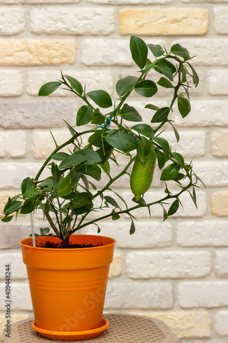 Young plant Faustrimedin, Microcitronella, hybrid between Microcitrus and Calamondin in a orange pot with unripe green fruits against decorative brick wall background. Indoor citrus tree growing