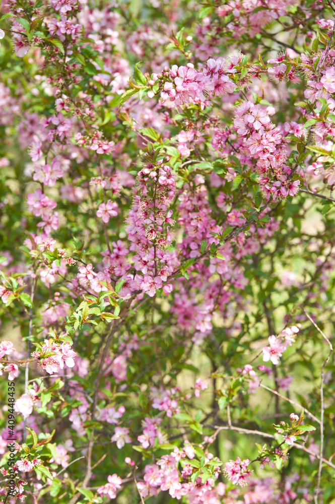 The name of these flowers is Japanese bush cherry.
Scientific name is Prunus japonica.