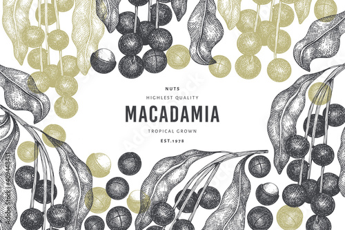 Hand drawn macadamia branch and kernels design template. Organic food vector illustration on white background. Retro nut illustration. Engraved style botanical banner.