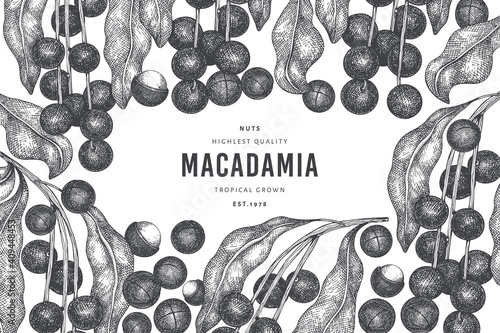 Hand drawn macadamia branch and kernels design template. Organic food vector illustration on white background. Retro nut illustration. Engraved style botanical banner.