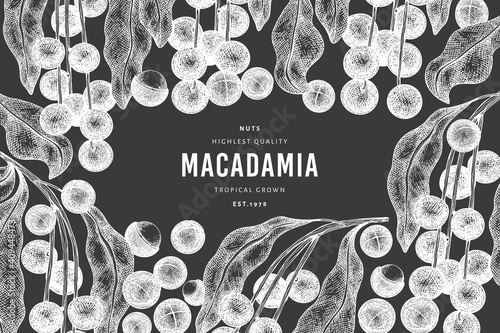 Hand drawn macadamia branch and kernels design template. Organic food vector illustration on chalk board. Vintage nut illustration. Engraved style botanical banner.