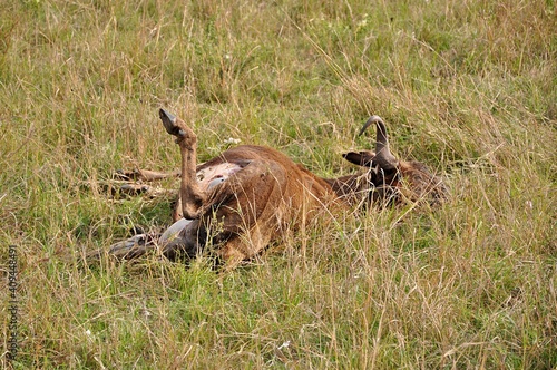 Upolowana przez lwicę antylopa gnu . Rezerwat Masai Mara, Kenia