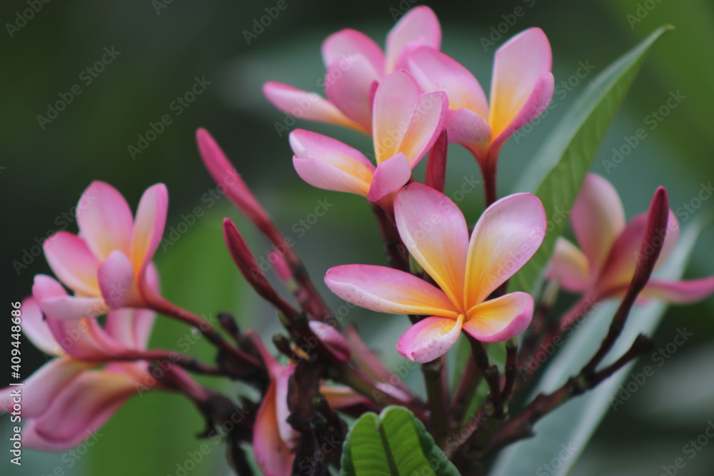 Fototapeta premium pink magnolia flower