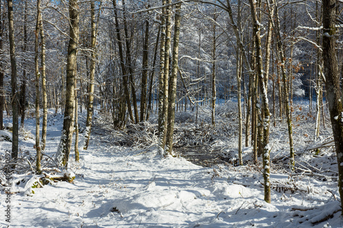 forest in winter © Ingemar