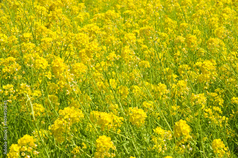 The name of these flowers is Turnip rape, Chinese colza.
Scientific name is Brassica rapa L. var. nippo-oleifera (syn. B. campestris L.) 