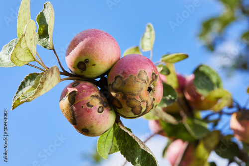 Fruits Infected by the Apple scab Venturia inaequalis. Orchard problems