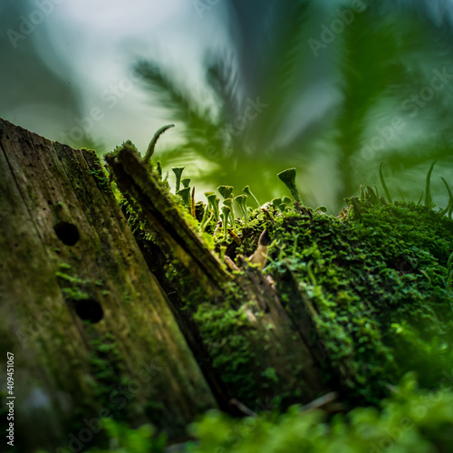 Beautiful closeup of small lichen growing on the forest froor in spring. Natural scenery with shallow depth of field. Woodlands in Northern Europe. photo