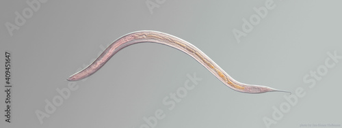 Nematode roundworm stained under the phase contrast microscope photo