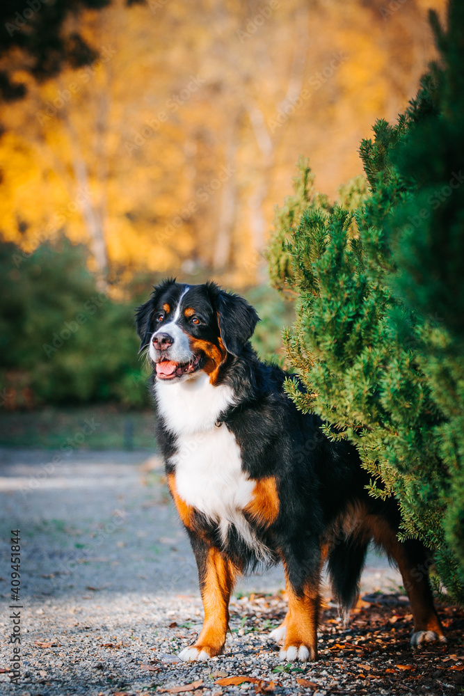 Bernese mountain dog female in the beautiful autumn park.