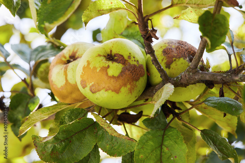 Fruits Infected by the Apple scab Venturia inaequalis. Orchard problems