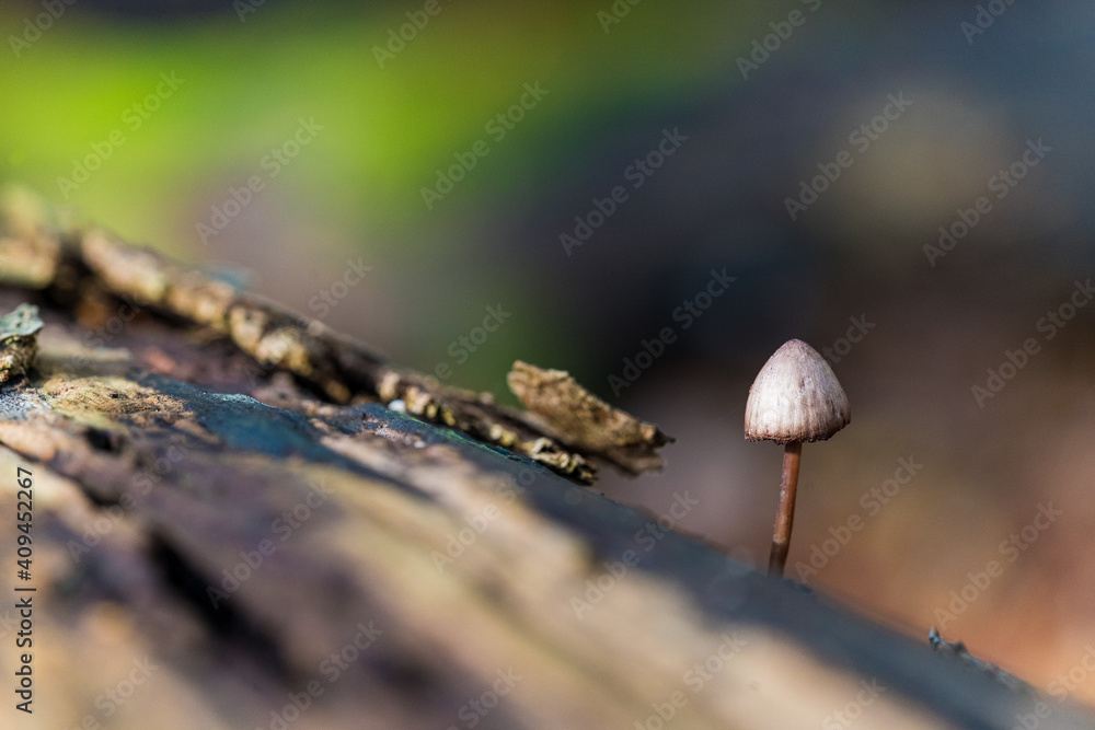 Tiny mushroom on dead tree trunk