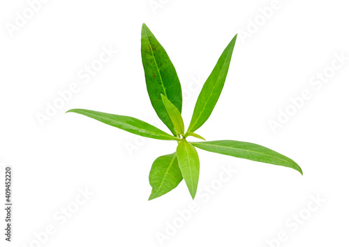 Green leaves with isolated white back ground full depth of field © ajesh