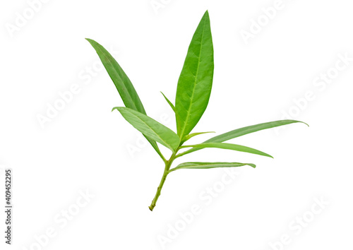 Green leaves with isolated white back ground full depth of field