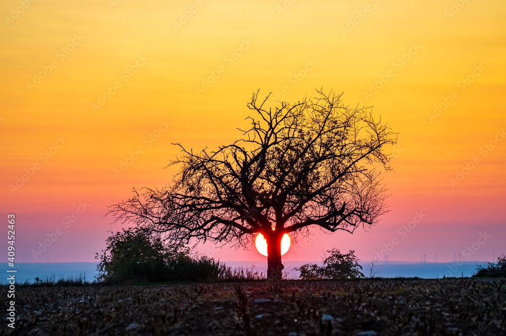 Fototapeta premium Setting sun behind a single tree with colourful gradient in the sky