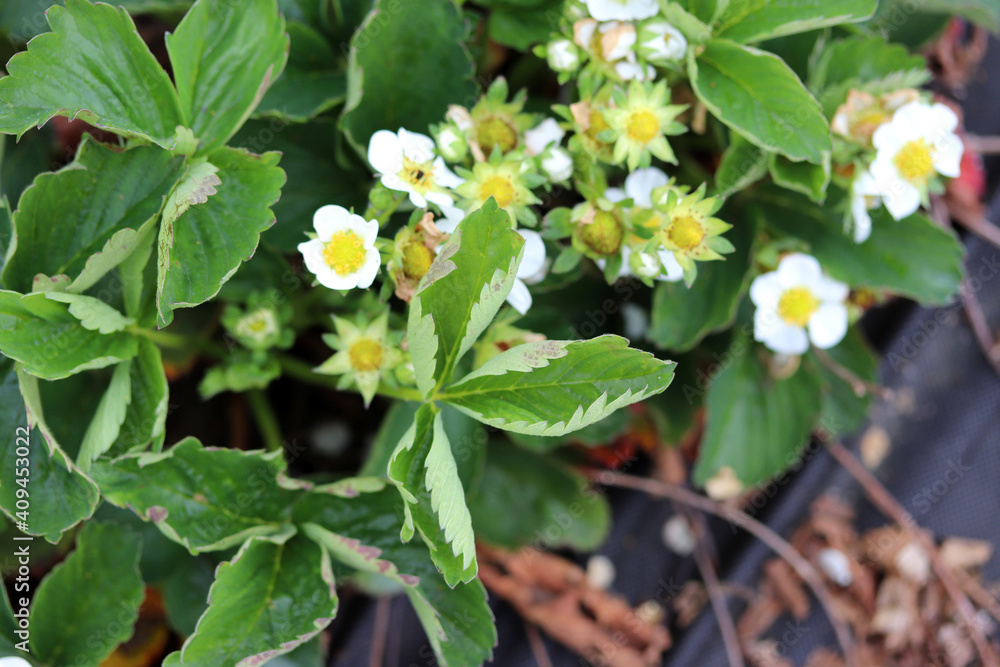 Curled strawberry leaves, strawberry diseases, powdery mildew. Curled strawberry leaves, strawberry diseases, powdery mildew.