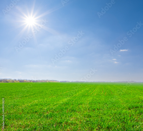 green rural field under a sparkle sun, countryside rural agricultural background