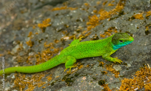 closeup huge green lizard sit on the stone © Yuriy Kulik